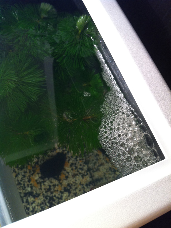 [ PHOTOS ] Les nids de bulles de nos poissons 1354483275-img-0105