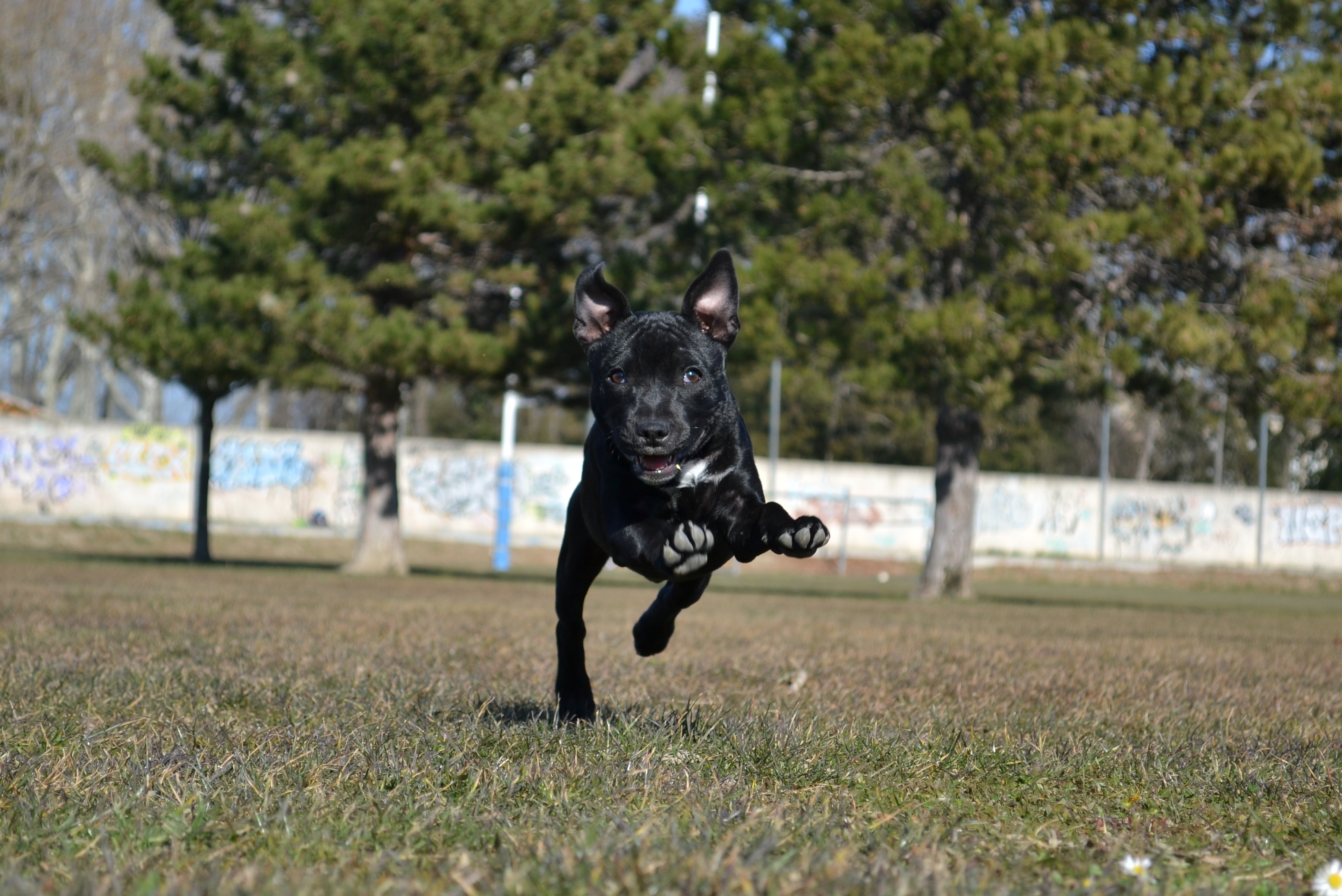 Staffies running shots - Page 2 1361036140-dsc-01682