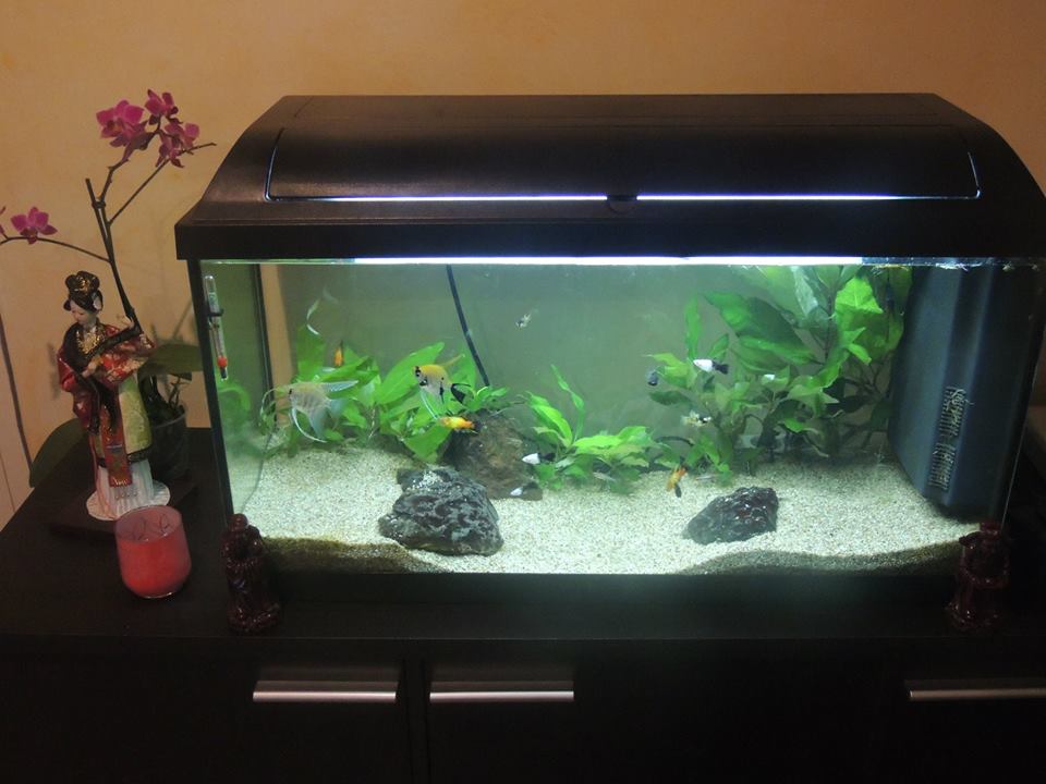 Mes aquariums 1408470825-10525583-698443543558699-2595671455358327906-n