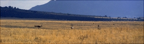 Description des Territoires 1434138198-steppe-flamboyante-t2