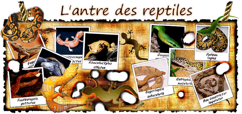 L'antre des reptiles