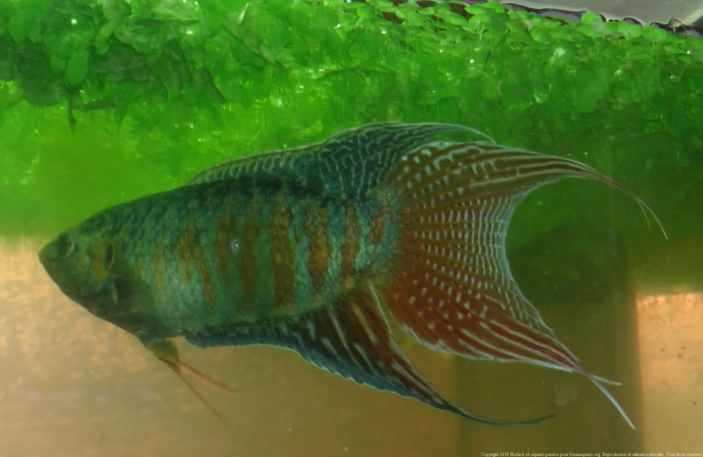 [Tutoriel] Attaques des Macropodes et Bettas 1518004781-624552caissecorydoraspaleatus20160005