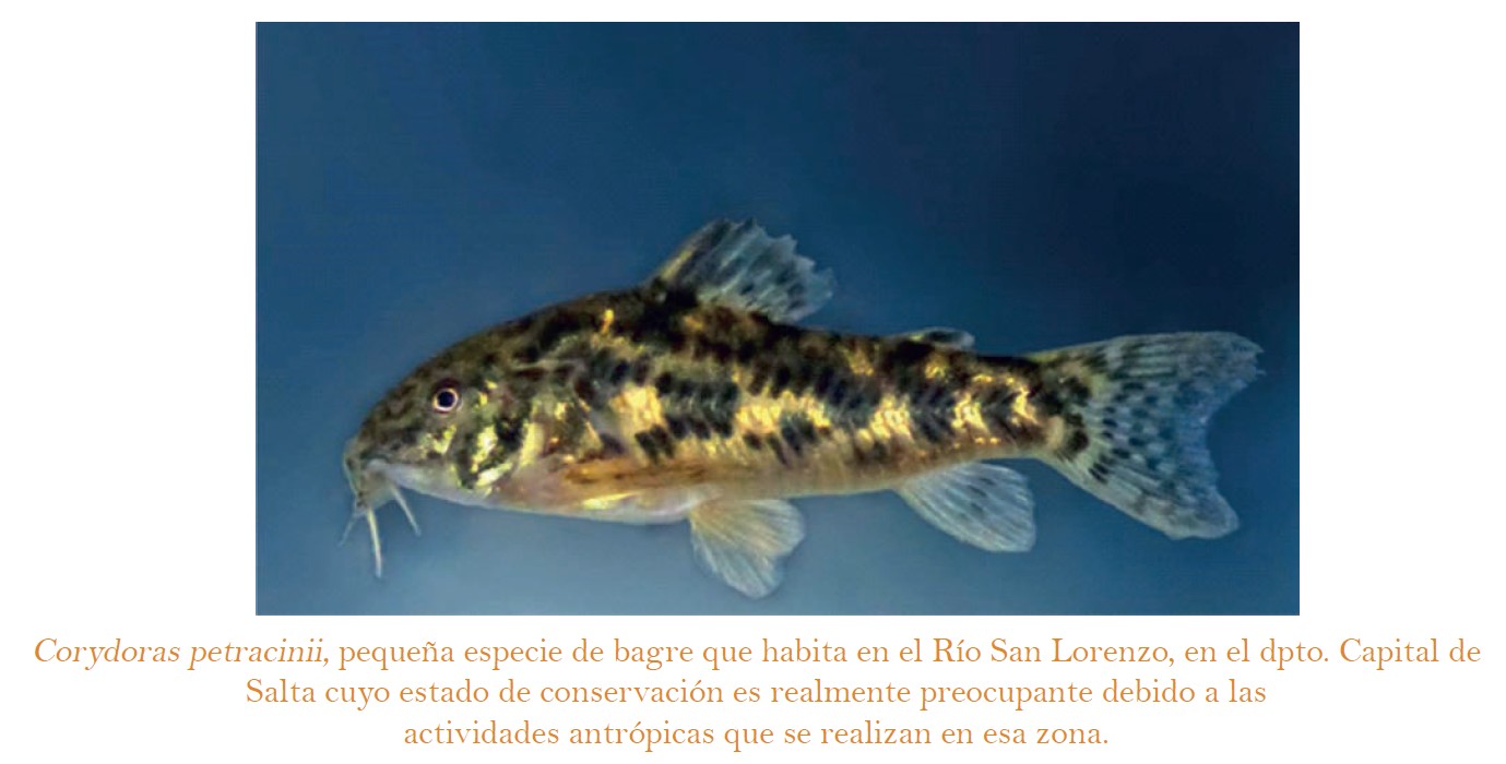 [Discussion] maintenance-conseils-pour-corydoras - Page 7 1529053398-sans-titre-102