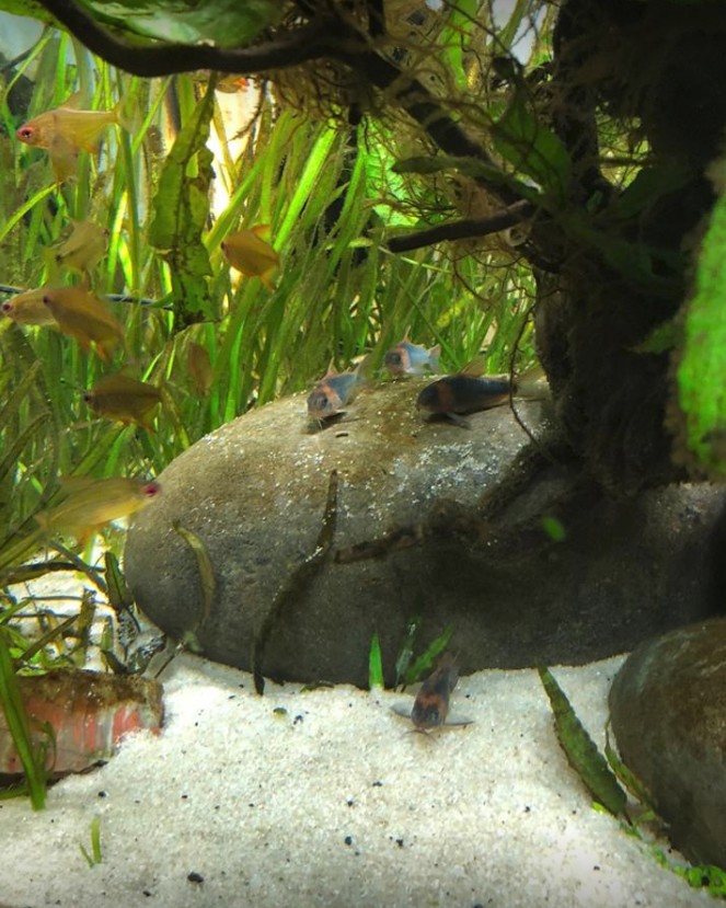 corydoras - Kuhlii avec 3 corydoras aeneus ? 1530880541-c01