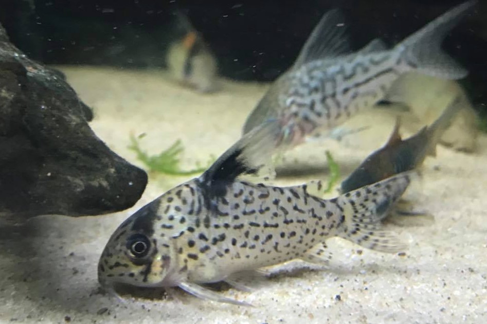 corydoras - Kuhlii avec 3 corydoras aeneus ? 1530880616-c20