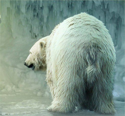 Bestiaire de Dùralas  1534461236-ours-blanc