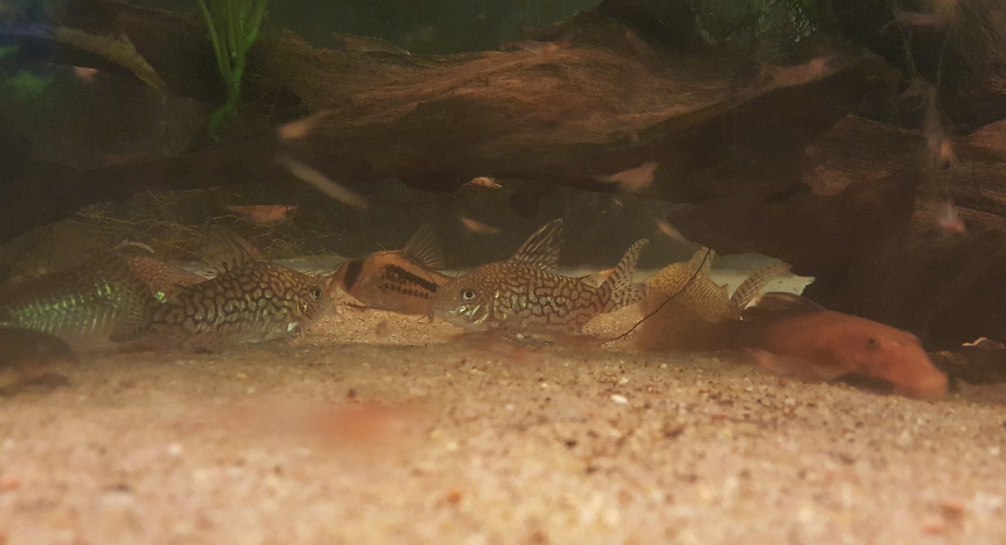 corydoras - Kuhlii avec 3 corydoras aeneus ? 1535746226-sans-titre-50