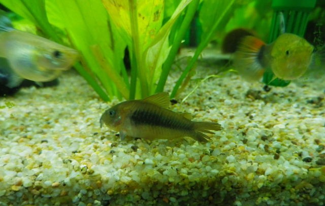 corydoras - [Maintenance] Conseils pour corydoras 1537125455-sans-titre-3