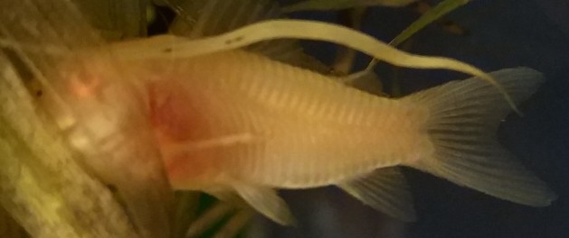 [Maintenance] Conseils pour corydoras 1543841280-sans-titre-2