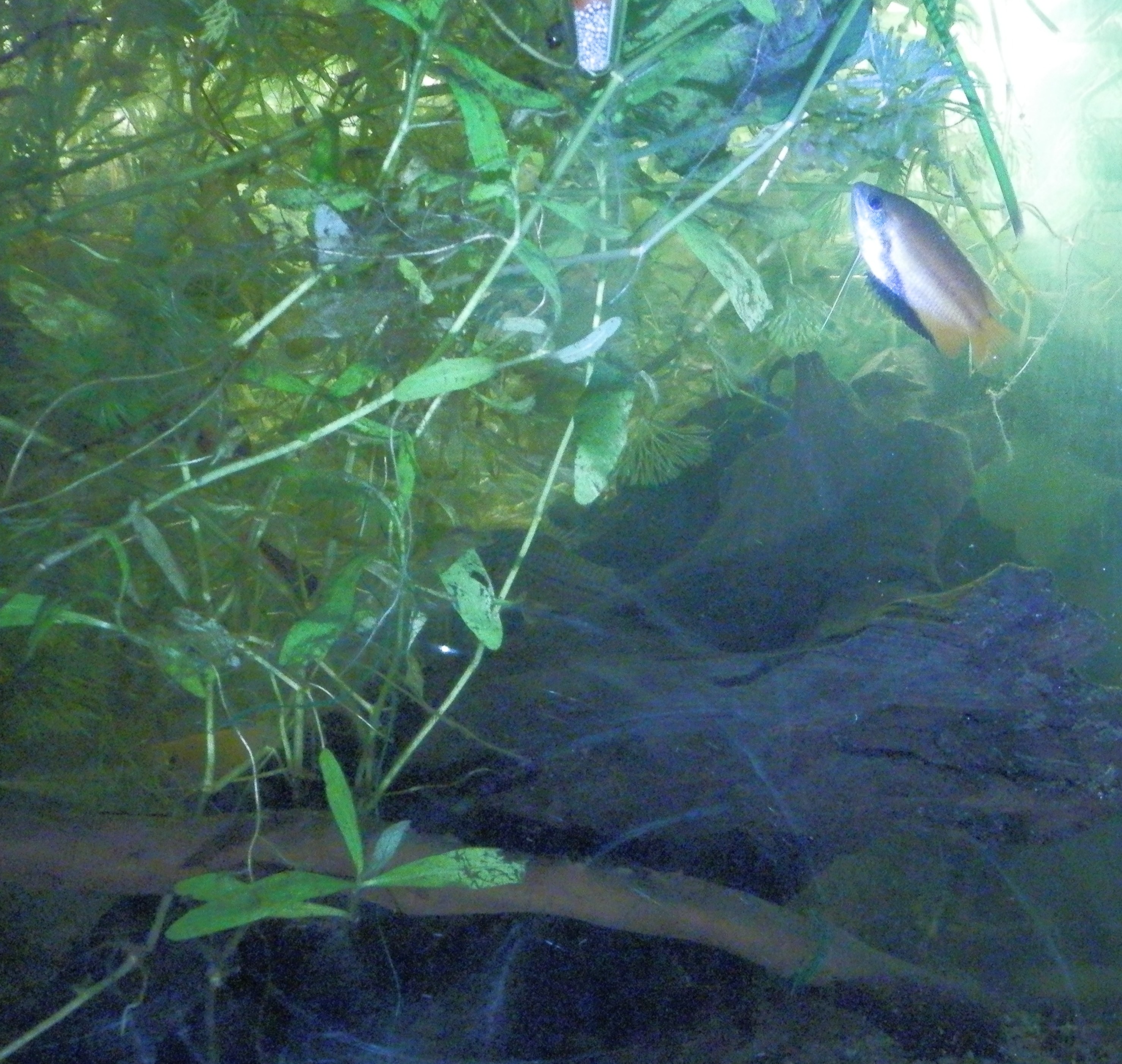 [Imagen: 1550238063-gourami-miel-0048.jpg]