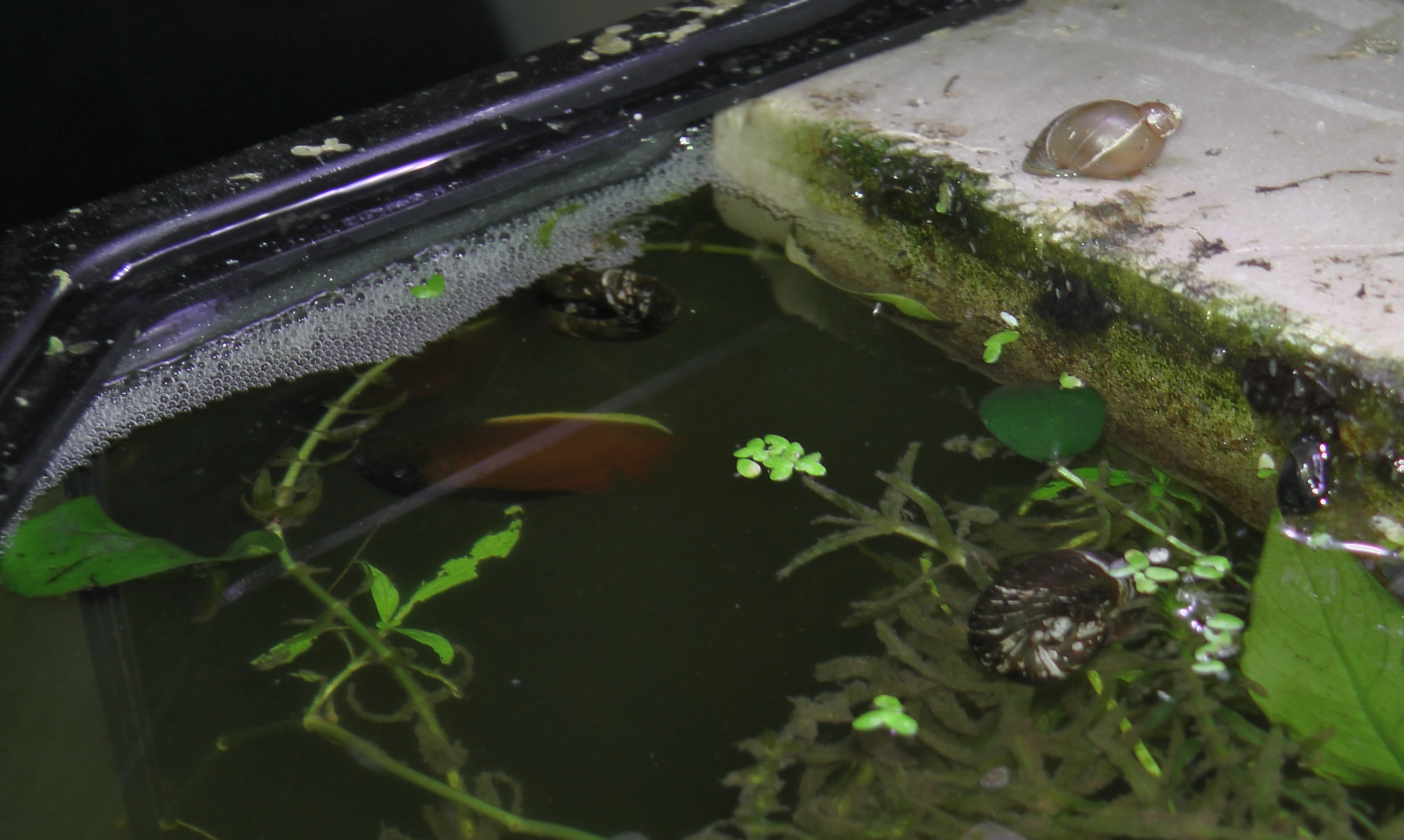 [Tutoriel] Maintenance des Gourami Miel 1550238582-gourami-miel-0085