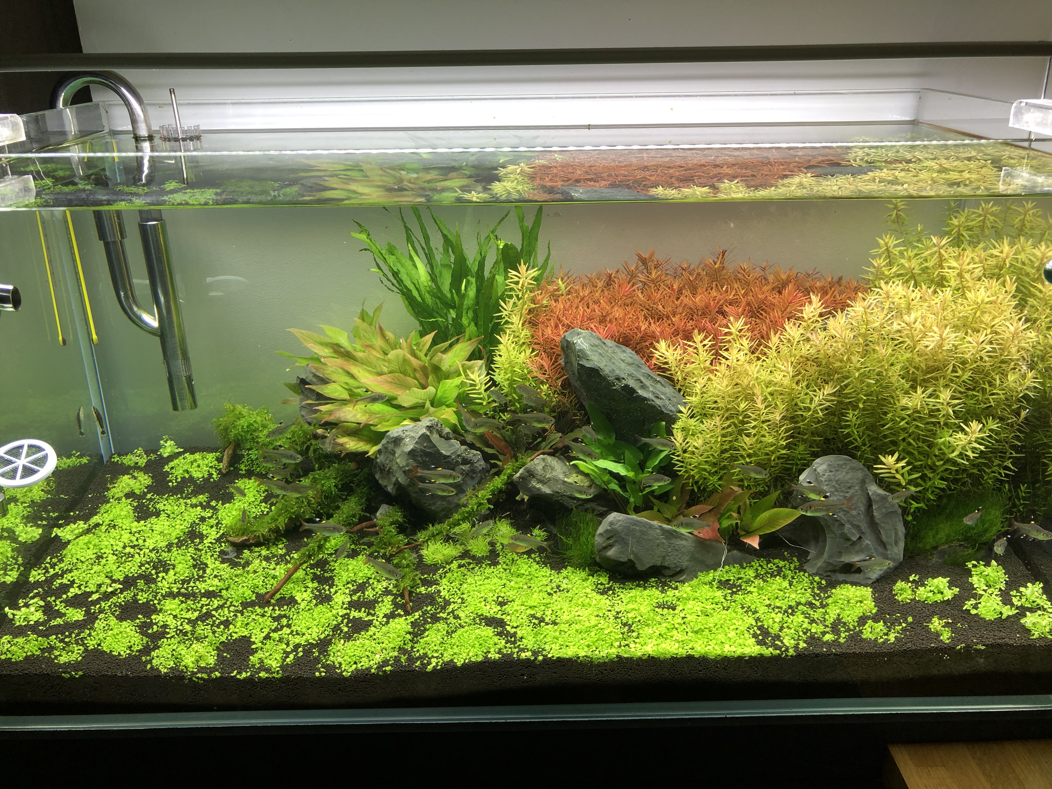 17 - Aquascape Optiwhite 90x45x45 1554913024-img-1546