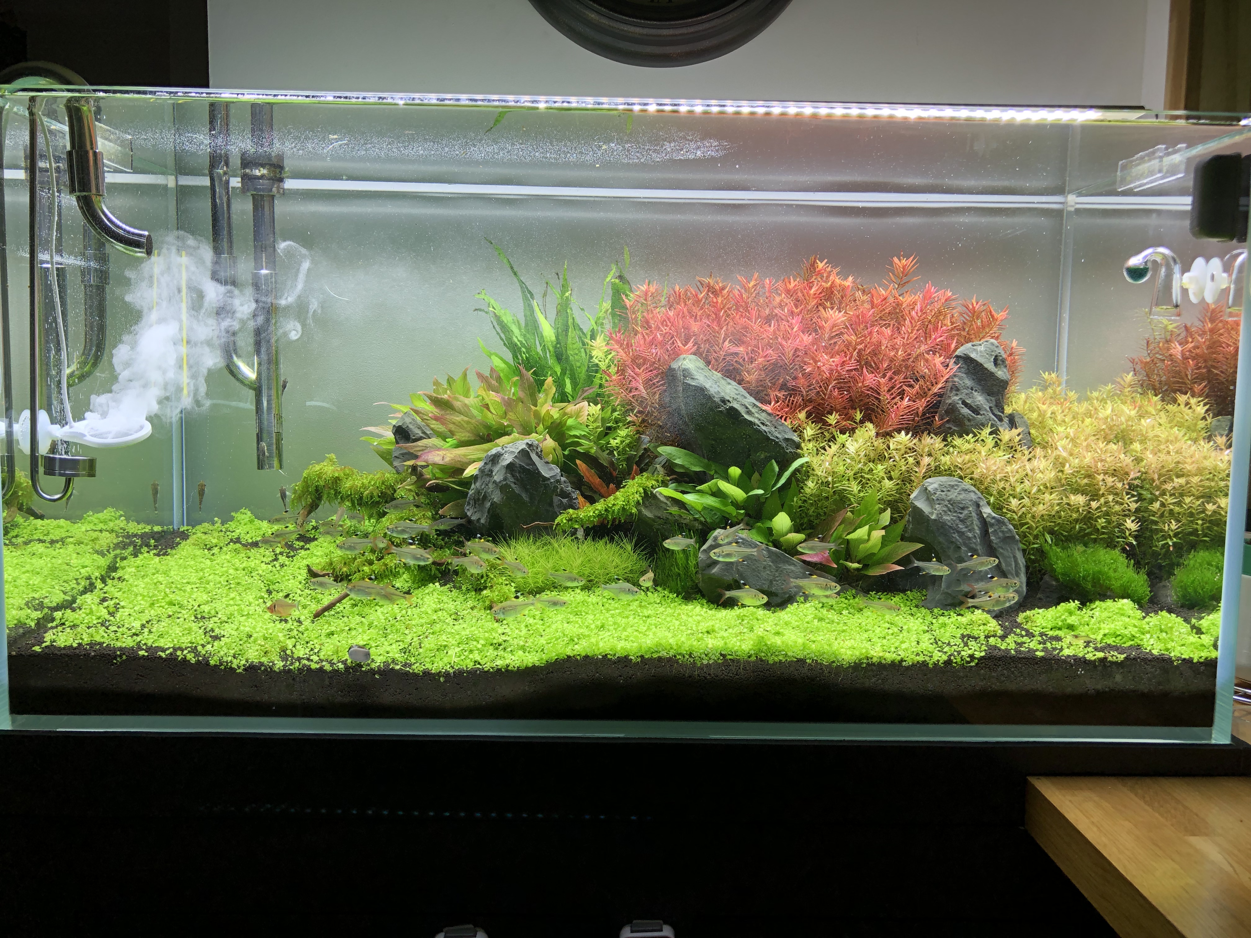 17 - Aquascape Optiwhite 90x45x45 - Page 2 1556299553-img-1575