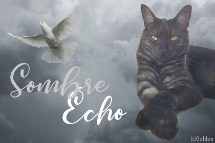 Event ; Starclan 1564607997-signa-sombre-echo