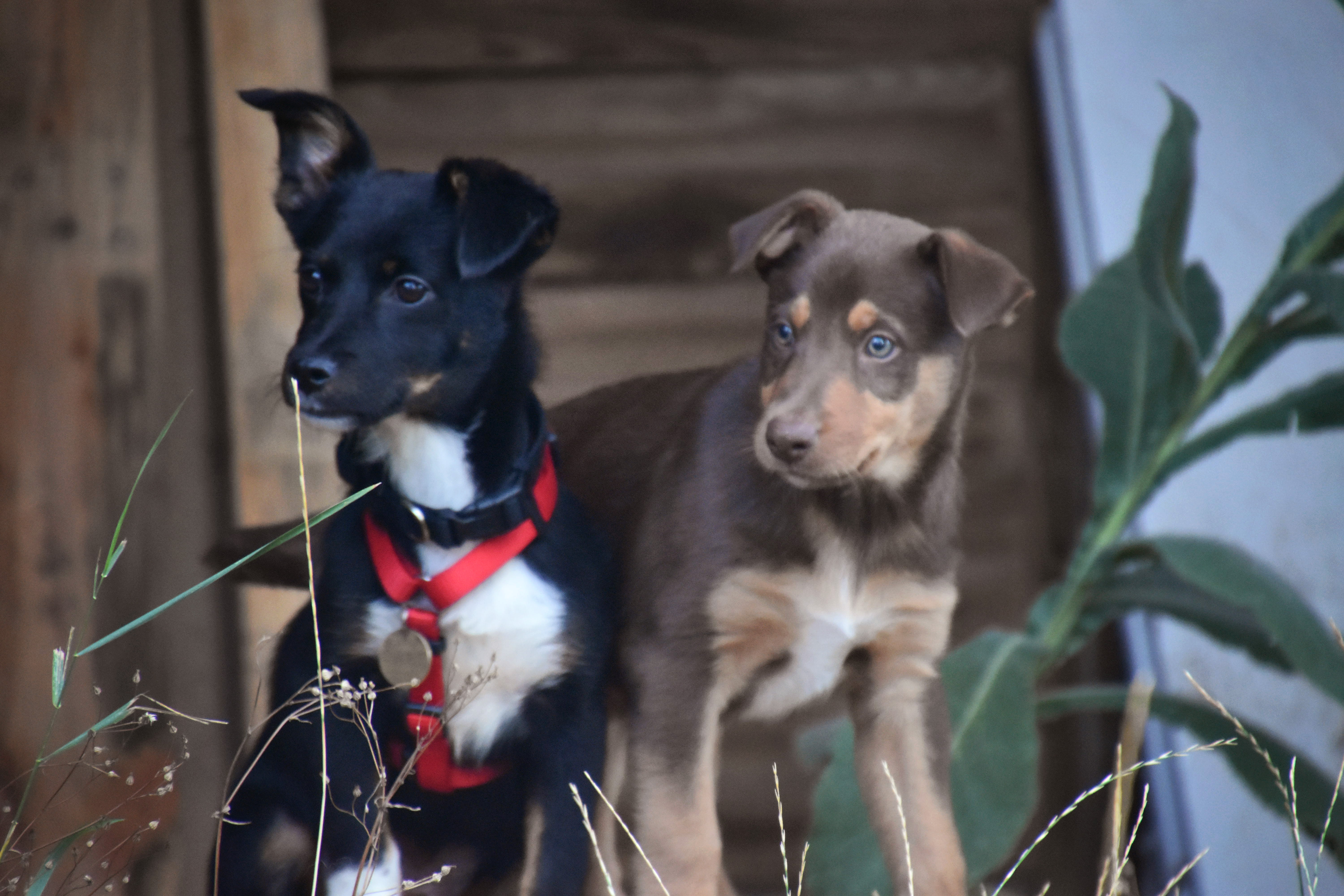 GIGI - chiot femelle, de taille moyenne adulte, née environ fin avril 2019 - adoptée par Julie (89) 1566118954-dsc-1031