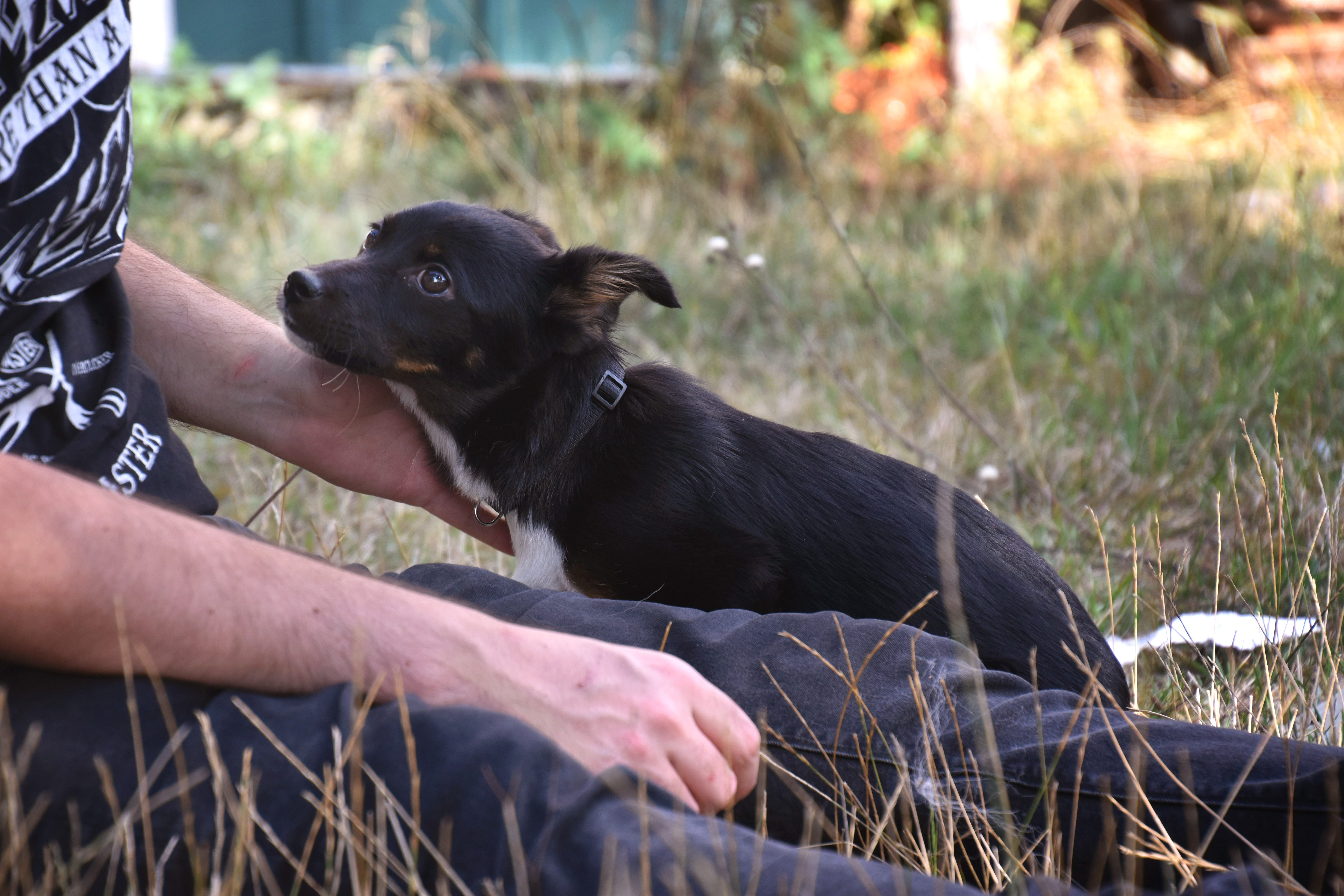 GIGI - chiot femelle, de taille moyenne adulte, née environ fin avril 2019 - adoptée par Julie (89) 1566230275-dsc-0989