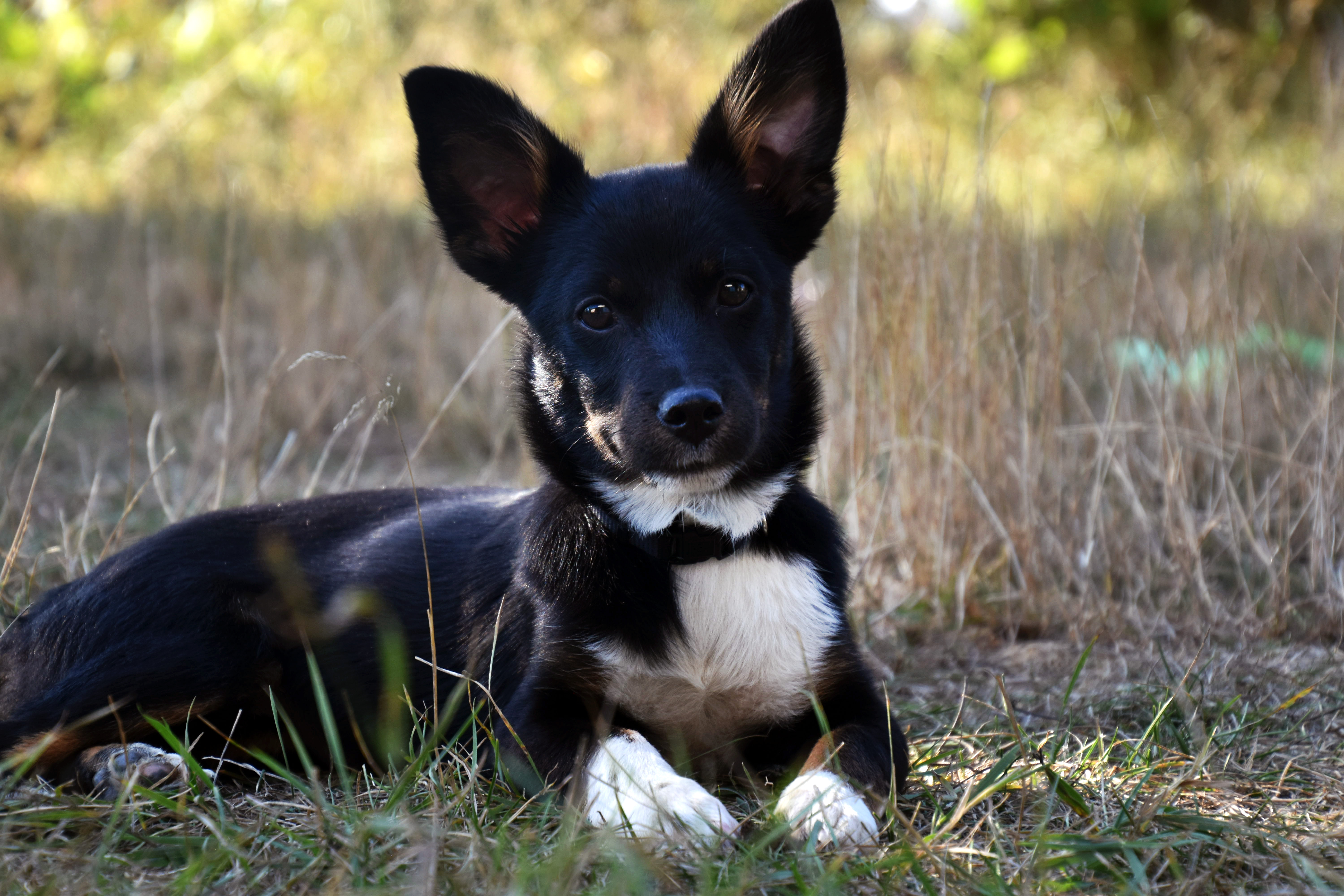 GIGI - chiot femelle, de taille moyenne adulte, née environ fin avril 2019 - adoptée par Julie (89) 1566749931-dsc-1011