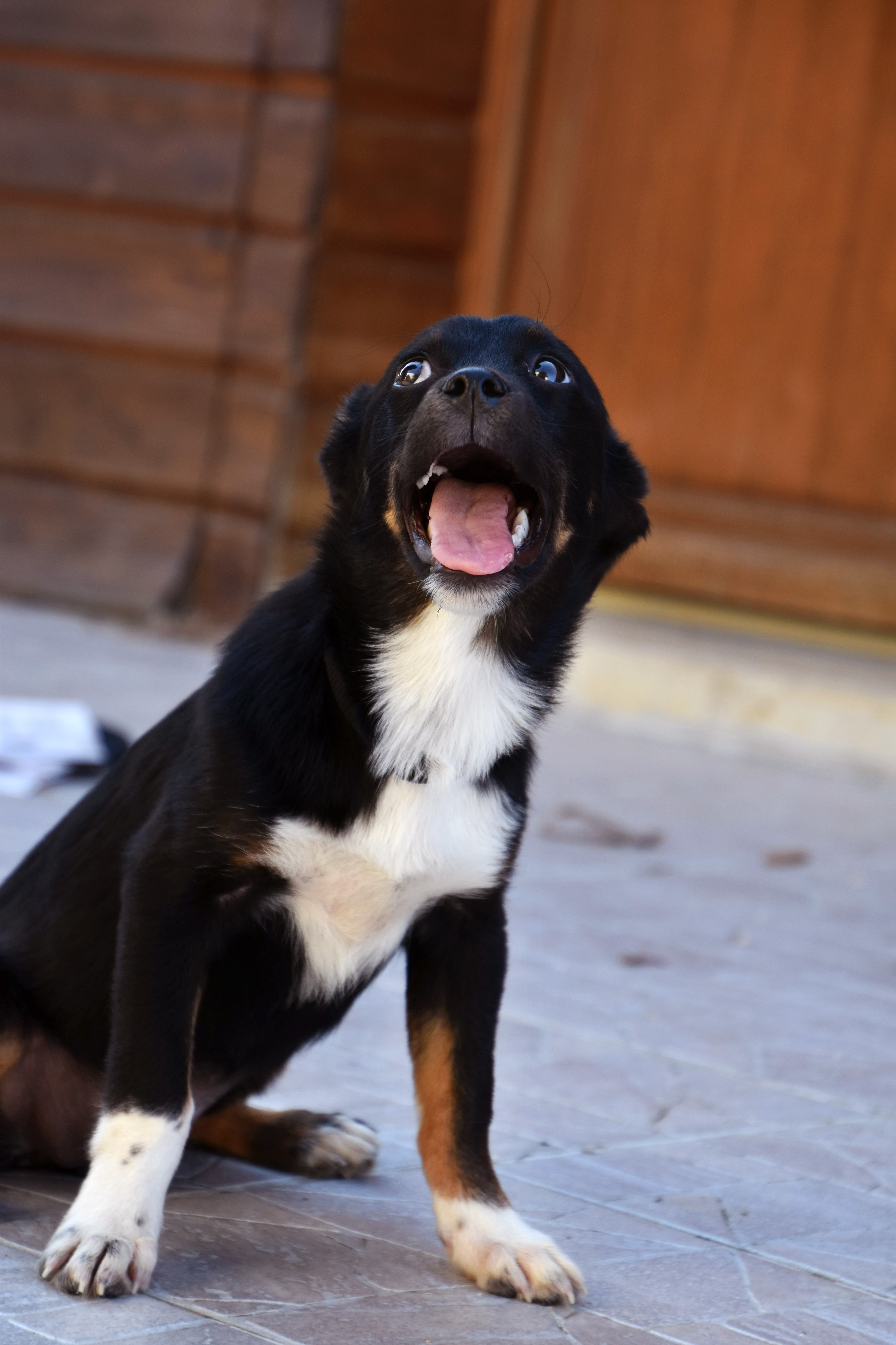 GIGI - chiot femelle, de taille moyenne adulte, née environ fin avril 2019 - adoptée par Julie (89) 1566749931-dsc-1047