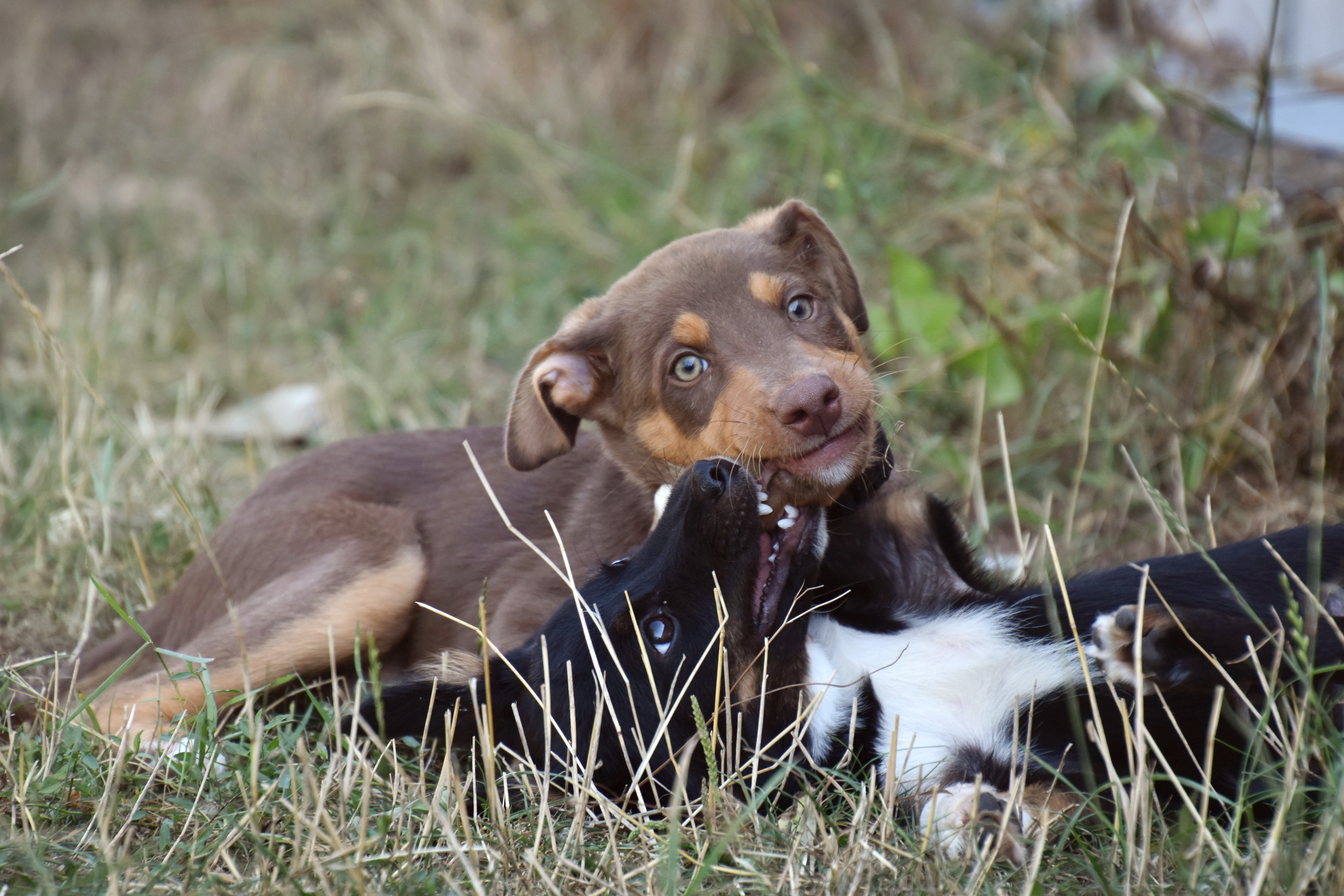 GIGI - chiot femelle, de taille moyenne adulte, née environ fin avril 2019 - adoptée par Julie (89) 1567166754-dsc-1197