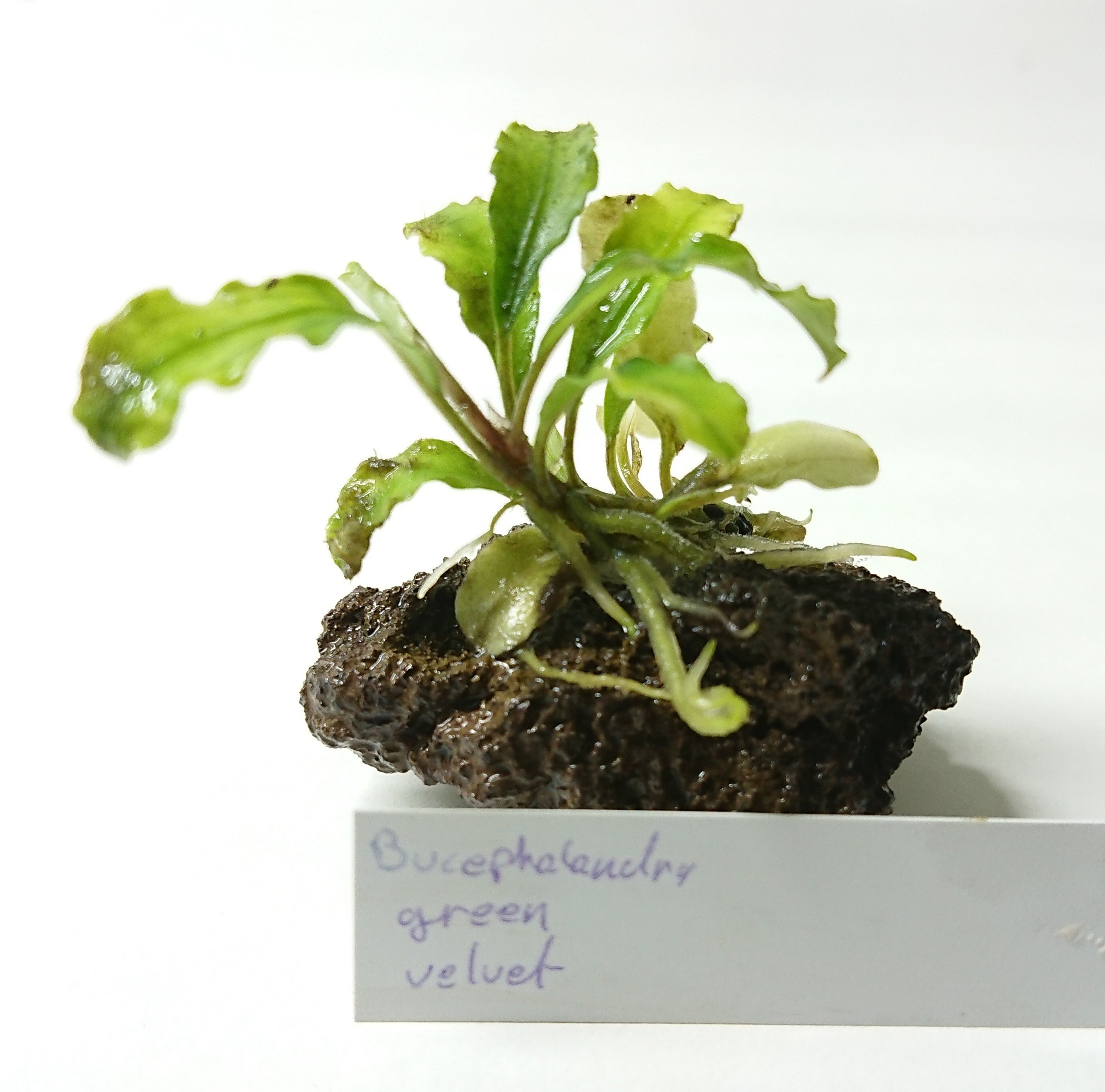 [VENDS] Plantes palustre, bucephalandra, anubia et autres 1571838750-20191018-152359