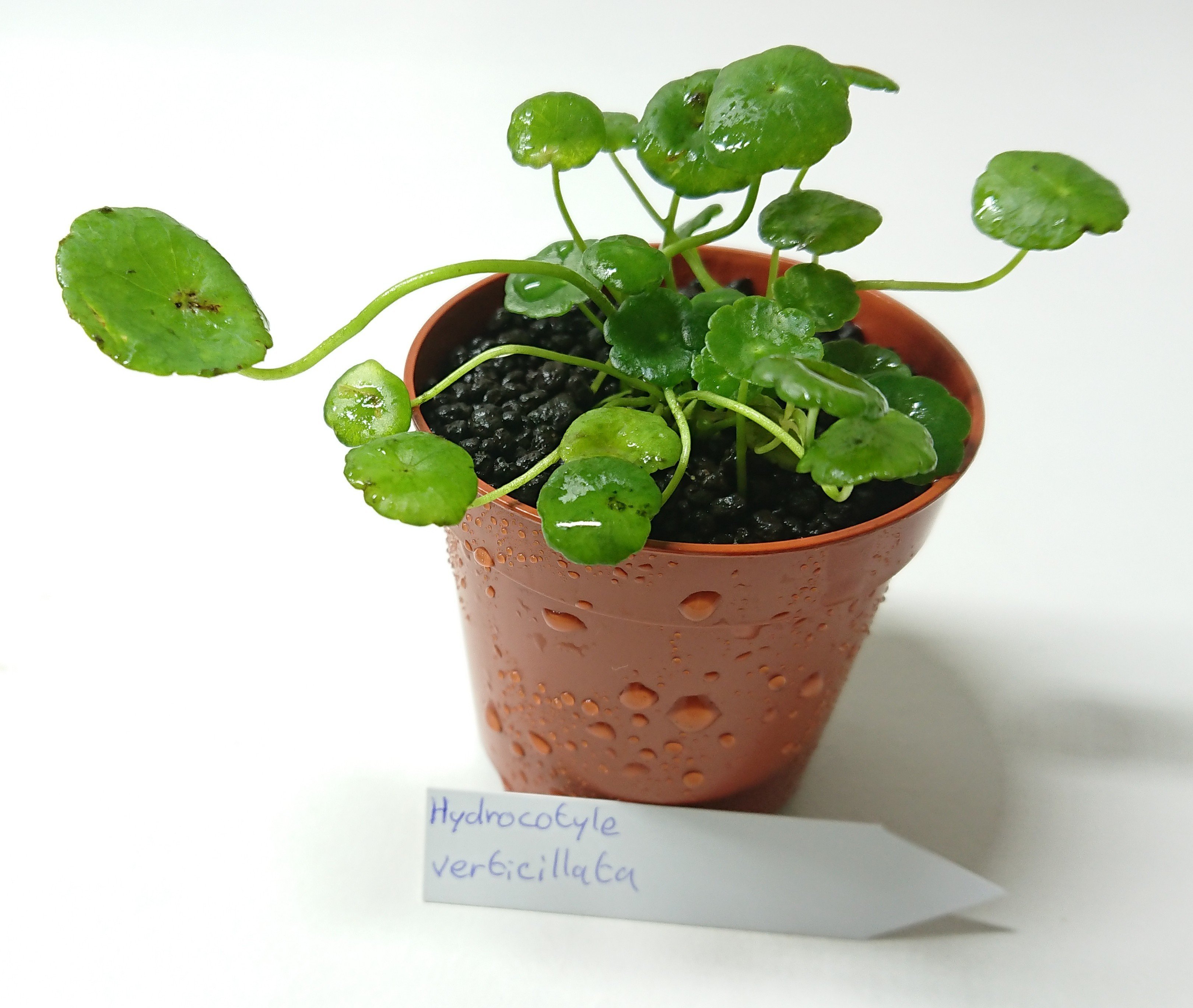 [VENDS] Plantes palustre, bucephalandra, anubia et autres 1571838857-20191023-104452