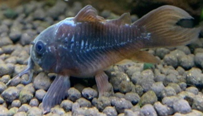 Corydoras bizarre 1571950726-sans-titre-5