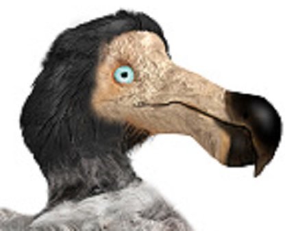 Chez Norbert Dragonneau, Mallette zoologique  1640122126-dodo-1