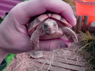 Identification + Age de deux tortues de terre 1363612265-img-20130318-135745