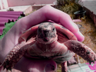 Identification + Age de deux tortues de terre 1363612746-img-20130318-135917