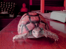 Urgence : Tortue état critique ! 1364226543-img-20130325-163827