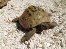 Tortues de race différentes ? 1369664747-img-0719