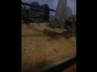 Age pogona / gecko 1370375736-2013-06-04-21-51-12