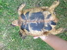 identification tortue 1377805750-bloggif-521f9de54c31b