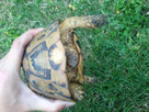 identification tortue 1377805814-bloggif-521f9e38bfffd