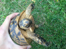 identification tortue 1377805853-bloggif-521f9e98900e5