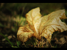 Bambi's Photography  1387726846-leaf-lp