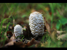 Bambi's Photography  1387726873-mushroom-again