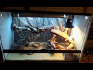 Avis sur mon terrarium (90*45*60) 1393961333-snapsave-20140304075742