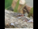 Naissance Julidochromis Transcriptus 1395137146-alevin-julido