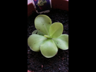 Bienvenue a toi pinguicula weser! 1403938938-20140628-084749