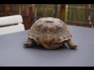 Identification de ma tortue 1406378065-dsc01819