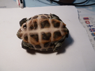 Mauremys sinensis carapace molle 1408737610-p1020151