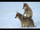 ♚Le palier de l'éveil♚ - Page 2 1424257388-rc-2006-loups-048