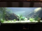 recherche guppy, molly, platy, corydoras, neons 48,12,30 1520422847-fullsizeoutput-10df