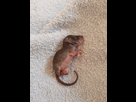 Rat ou souris?  1536381013-20180902-165733