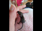 Rat ou souris?  1536381144-20180901-125031