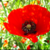 Nous Voulons des Coquelicots - Batz sur mer