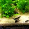 Donne Corydoras