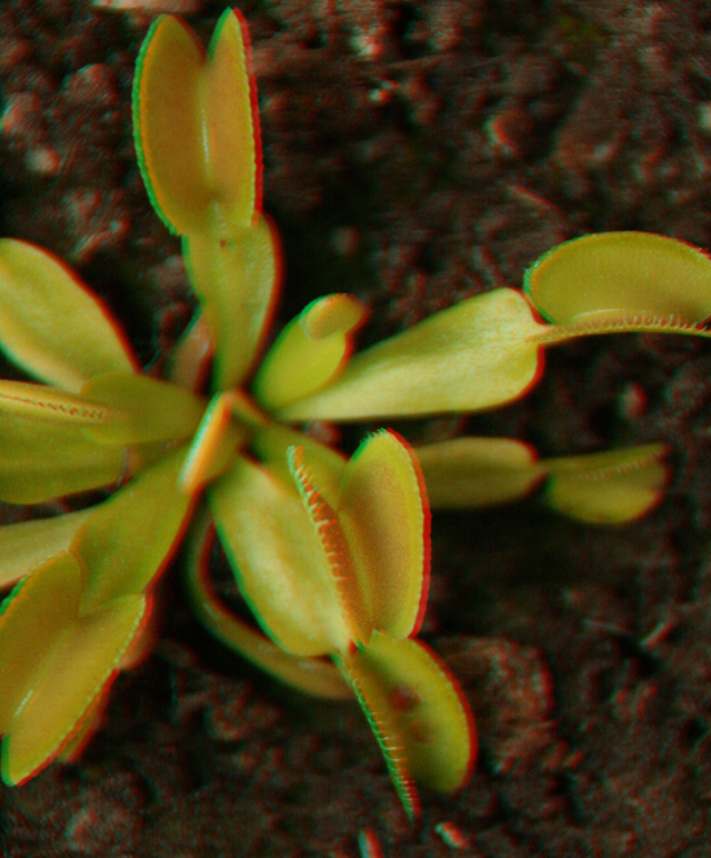 Les plantes en 3D 107273Dionee_Microdent_3D_14_07_10