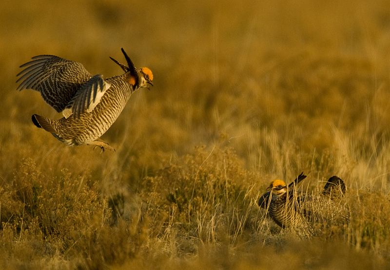 Le tétras pâle 11902Lesser_Prairie_Chicken_800_ppi_4